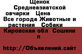 Щенок Среднеазиатской овчарки › Цена ­ 35 000 - Все города Животные и растения » Собаки   . Кировская обл.,Сошени п.